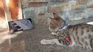 Chhoti chill time...#kitten#kittenlove #kitten 