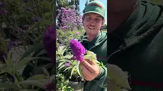 Transform Your Garden with These Butterfly-Attracting Perennials