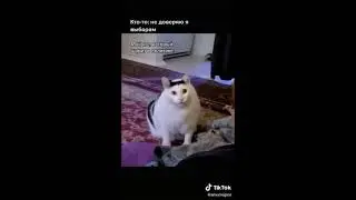 подборка мемов из TikTok, где кот кивает головой и мяукает 