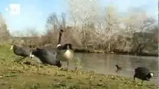 Liberadas en Doñana mil fochas cornudas, aves en peligro de extinción