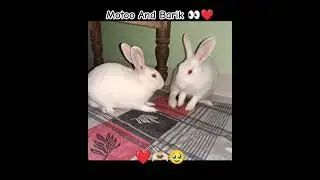 Itna Na Mujhse Tu Pyar Badha 🥹🫶🏻| Lata Mangeshkar, Talat Mahmood| #javedali #ghazals #rabbit