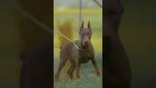 Akela Ayaz #doberman #puppies #hunterprogeny #erdemayaz #dog #dobermanlove #hunter #dogsofinstagram