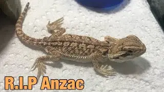 Anzac&rsquo;s tribute video
