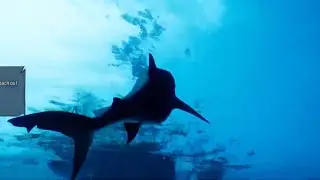 Maneater-PS5-Salsa Shark