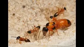Strobe ant (Opisthopsis Rufithorax) family munches on cricket parts