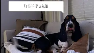 Clyde gets a bath