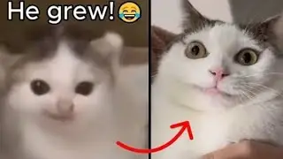 Viral cat memes then vs now! 