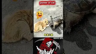 power of cat ☠️🤫#shortsfeed #shortsvideo #toll #toll711 video #viralshort