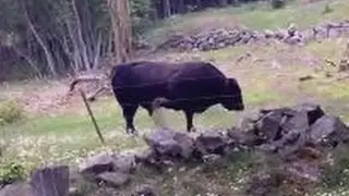 Brainandsoul.org: Ferdinand is not happy