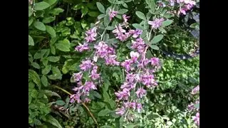Bush Clover: A Shrub with Edible flowers