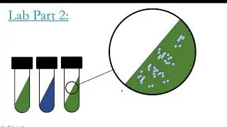 Citrate Test
