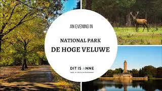 Wildlife in National Park De Hoge Veluwe (The Netherlands)