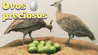 MARTINETA- UMA AVE QUE P&Otilde;E OVOS VERDES.