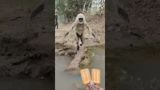 Langur Runs Fast to Take Biscuit from My Hand 🐒🍪