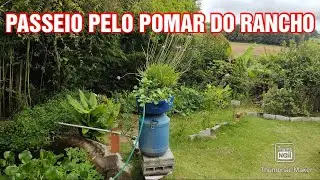 Passeio pelas nossas &aacute;rvores frut&iacute;feras do ranchinho 