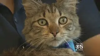 Military Family Awaits Reunion With Long Lost Cat