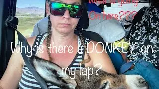 I found an abandoned baby donkey on the side of the road...