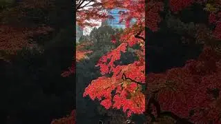 Korakuen # park #turismoenjapon #viajarajapon #japon