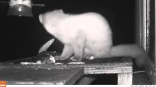 Pine Marten taking dead bird