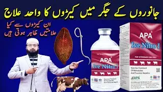 Treatment of liver fluke in cattle | Liver fluke in cattle symptoms | injection Ive Nitro I |