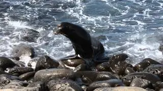 GALAPAGOS - Nuotata in relax del Leone Marino