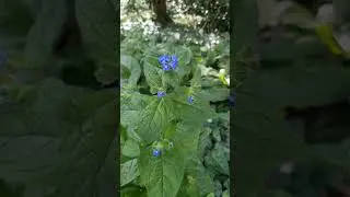 Green Alkanet (Pentaglottis) Flower #flora #nature