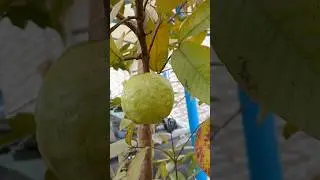 last guava of my guavatree in my garden #shorts #gardening #amrud #अमरुद 🍐🍏🍈
