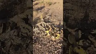 Remains of a fully burnt up Prickly Pear Cactus