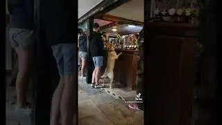 Labrador dog waiting for a drink in the pub #dog #labrador #pub #shorts #goldenlabrador