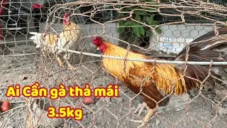 Xem Tham Khảo Mấy Em Gà Đep Không Thể Tả Mới Cáo Cạnh