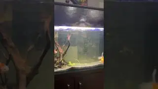 Fluval fx4 is a great filter #fishspecies #aquariumfish #fish #grow #filteration #fluval #viral