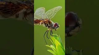 Dragonfly close up