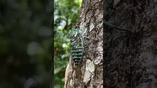Sound of the cicada. Yaxha, Guatemala