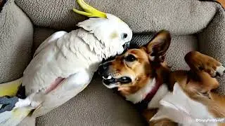 Dog and Cockatoo Snuggle Buddies Are Too Cute Watch Their Adorable Bond #pets #animals #cute