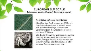 Scale Insects of Mid-America | Mauget Training