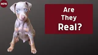 Do Blue Miniature Pinschers Actually Exist?