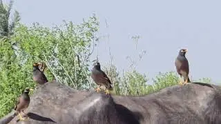 Common Myna Bird Sounds| Myna Bird is calling Sounds