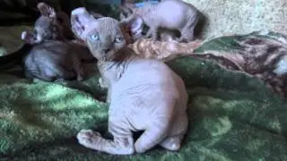 Elf Kittens