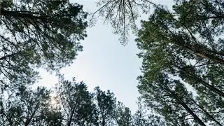 ForestLogic&trade;: Technology for Greater Supply Chain Transparency