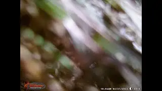Bigfoot stole and took the trail cam home...must see....