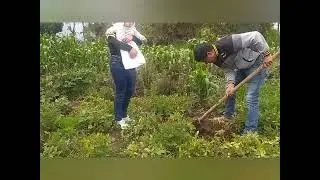 🌻ARRANCANDO PAPA☘️🙈mi paseo por Rodeo, Siltepec, Chiapas🌻😎