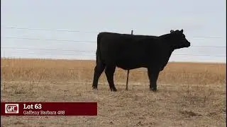 Lot 63 Gaffney Barbara 488