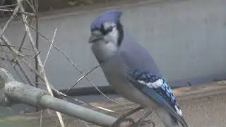Geai bleu - Blue Jay