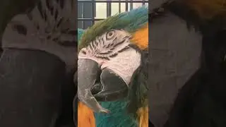 Blue and Gold Macaw Parrots Pair