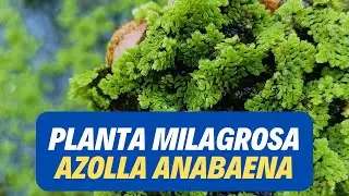 Planta Milagrosa AZOLLA ANABAENA