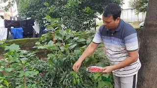 Red chilli in Grow Bags🌶
