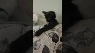 Wild panther stalks big game