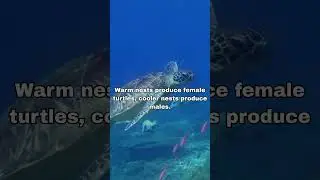 Turtle Gender by Temperature!