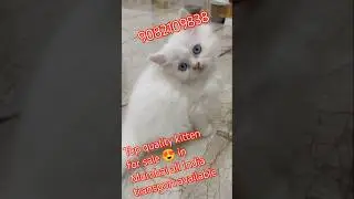 sabse sasta top quality 💥💥 kitten for sale in Mumbai #shorts #viral #trending #cat#song#ytshorts