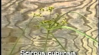 How to identify Bur reed Burhead sedge Scirpus cubensis